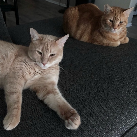 Meet your Posher, Alondra - Picture 5 of 6